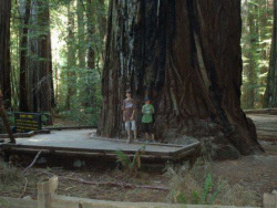 Muir Woods - Mamutbäume in der Nähe von San Francisco